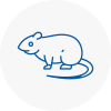 Rat Control Chepstow