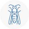 Chepstow Wasp Nest Removal